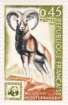 Mouflon méditérranéen