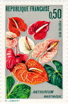 Anthurium - Martinique