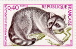 Raton laveur de la guadeloupe