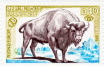 Bison d'europe