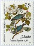 J.J. Audubon - Pigeons à queue rayée