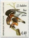 J.J. Audubon - Buse pattue