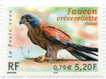 Faucon Crécerellette (France)