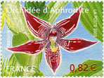 Orchidée "Mabel Sanders"